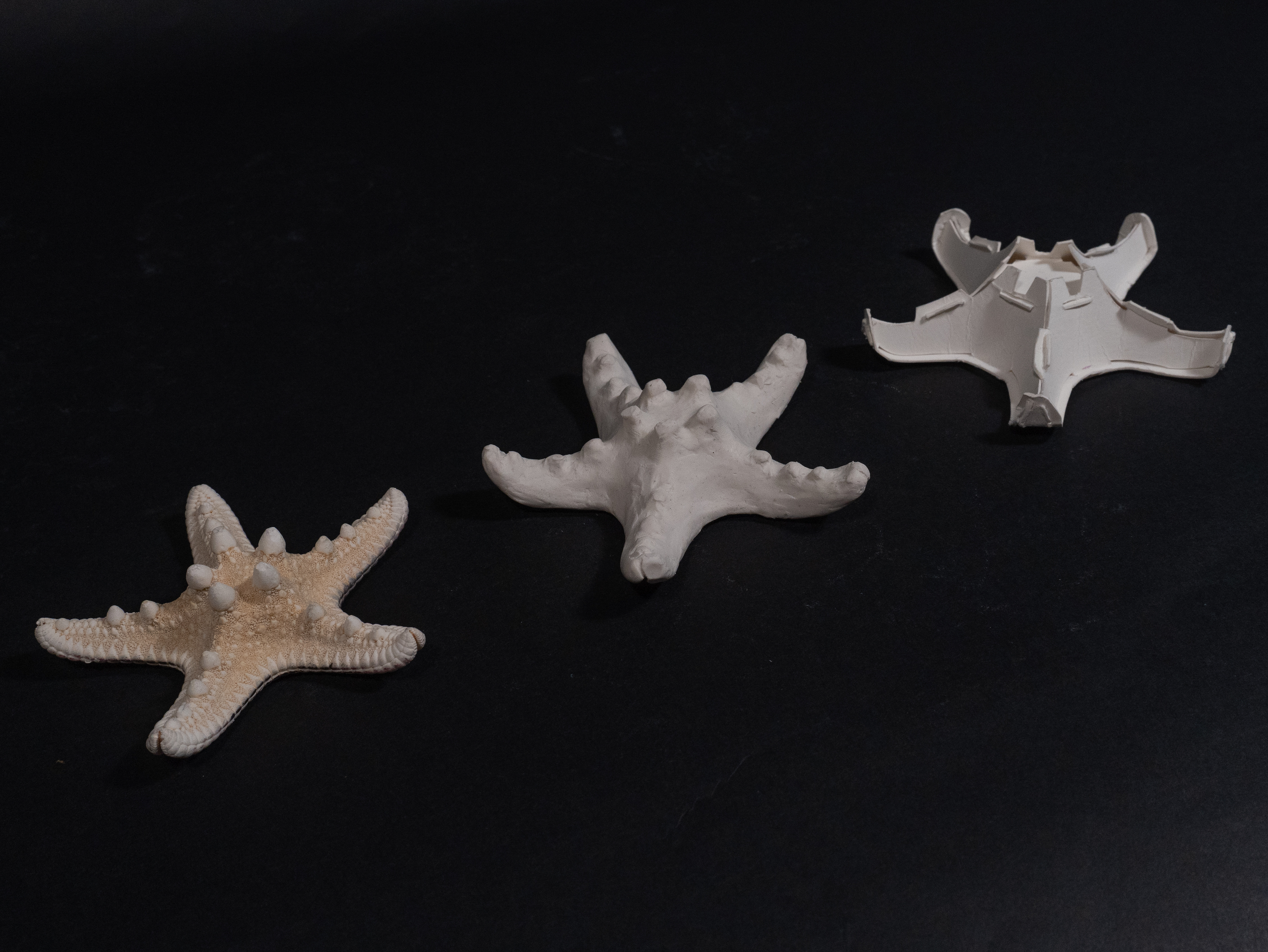 A starfish with one clay model and one Paper model